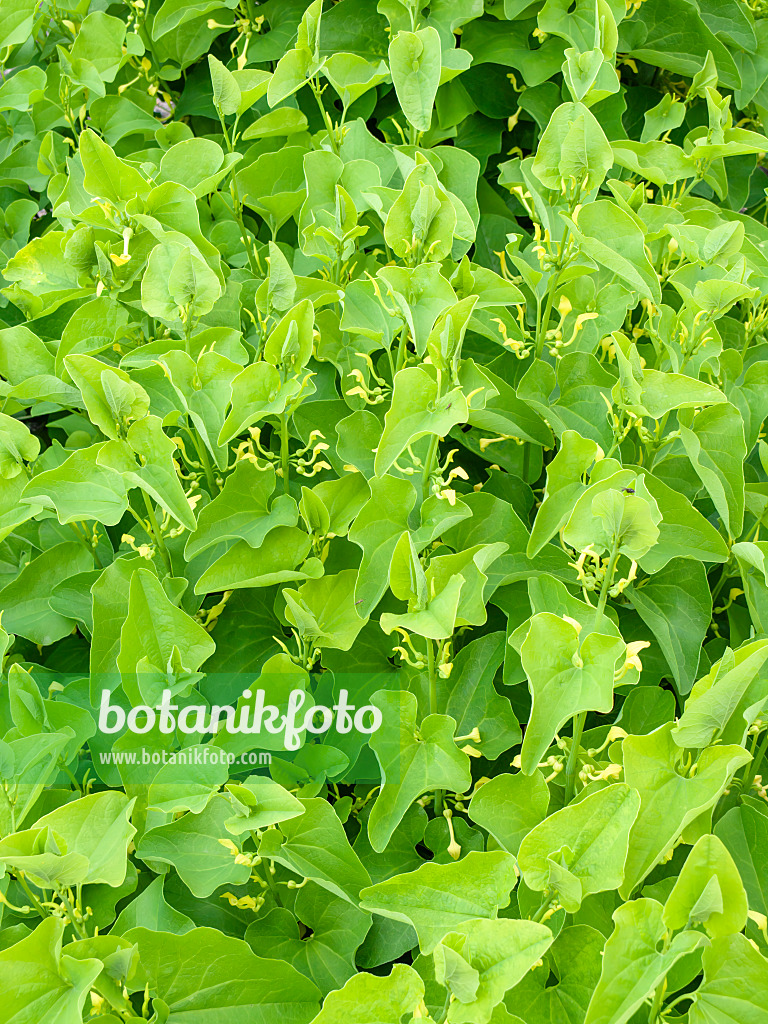 438006 - European birthwort (Aristolochia clematitis)