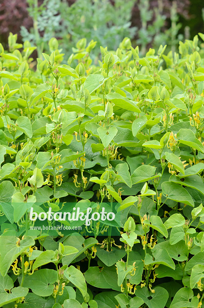 533541 - European birthwort (Aristolochia clematitis) 533541 - European birthwort (Aristolochia clematitis)