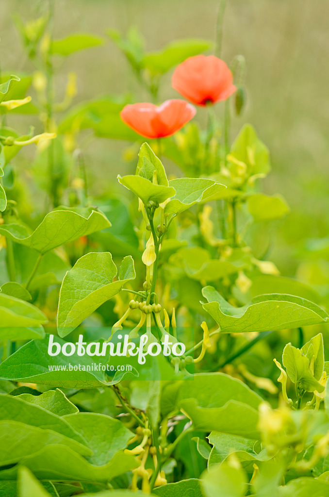 557058 - European birthwort (Aristolochia clematitis) and corn poppy (Papaver rhoeas)