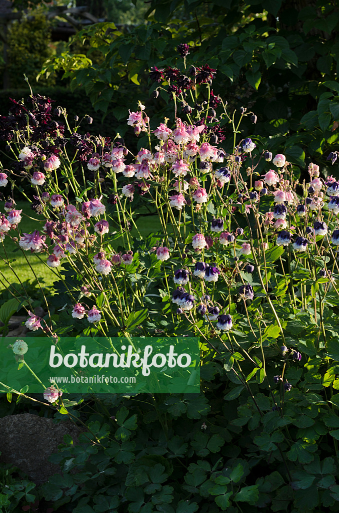 496278 - European columbine (Aquilegia vulgaris 'Grandmother's Garden')