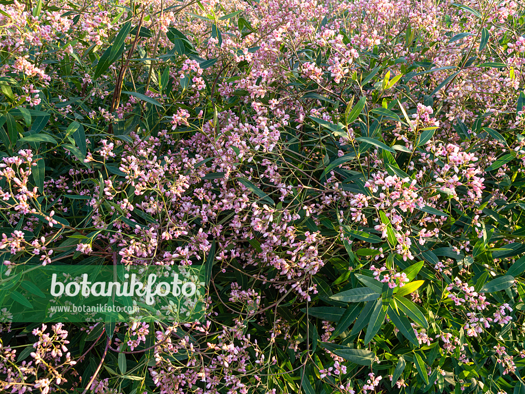 461157 - European dogbane (Apocynum venetum syn. Trachomitum venetum)