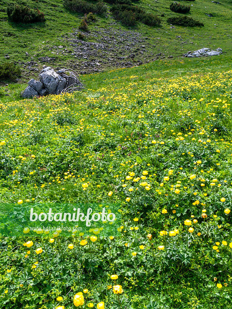 426141 - European globeflower (Trollius europaeus)