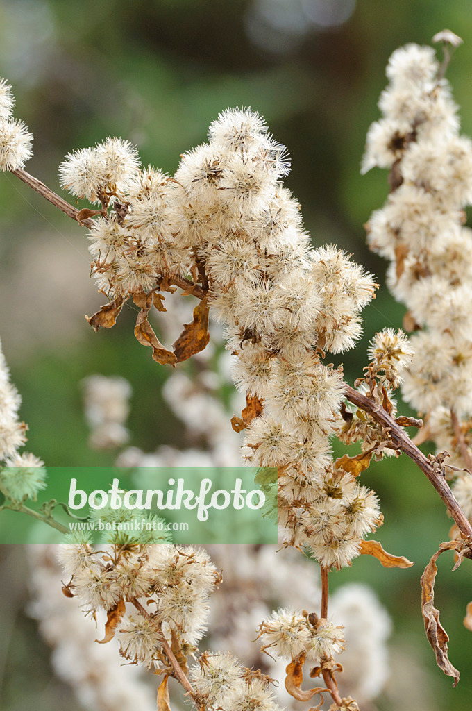 466071 - European goldenrod (Solidago virgaurea)