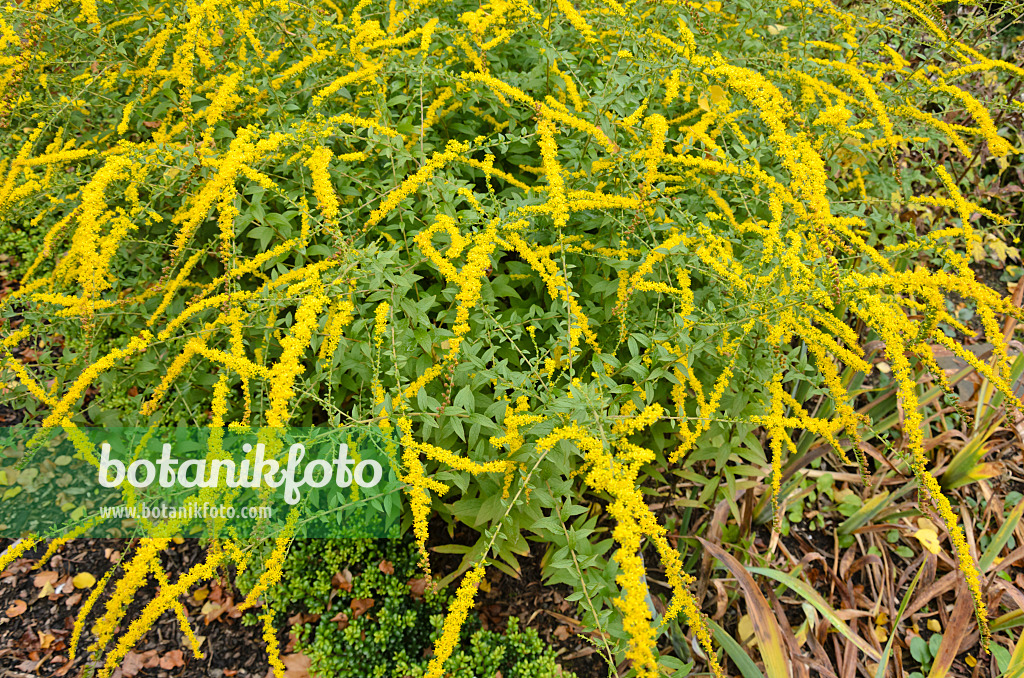 549092 - European goldenrod (Solidago virgaurea)