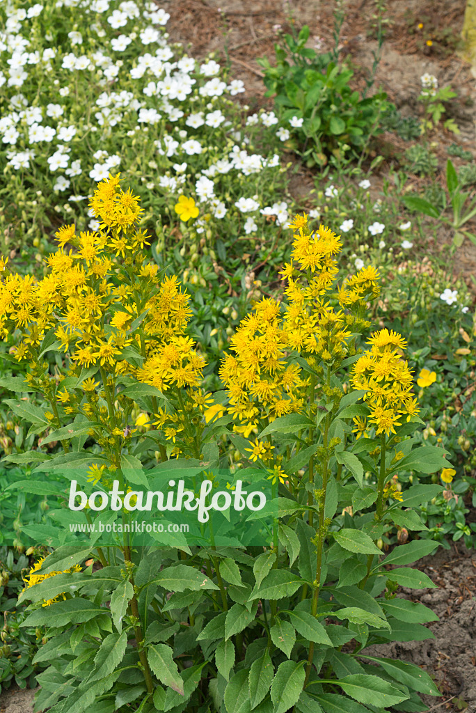 608066 - European goldenrod (Solidago virgaurea)