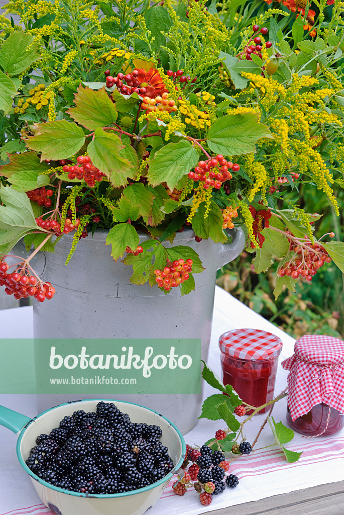 475278 - European goldenrod (Solidago virgaurea), sneezeweed (Helenium), common tansy (Tanacetum vulgare), guelder rose (Viburnum opulus) and blackberry (Rubus fruticosus) with jam jars 475278 - European goldenrod (Solidago virgaurea), sneezeweed (Helenium), common tansy (Tanacetum vulgare), guelder rose (Viburnum opulus) and blackberry (Rubus fruticosus) with jam jars