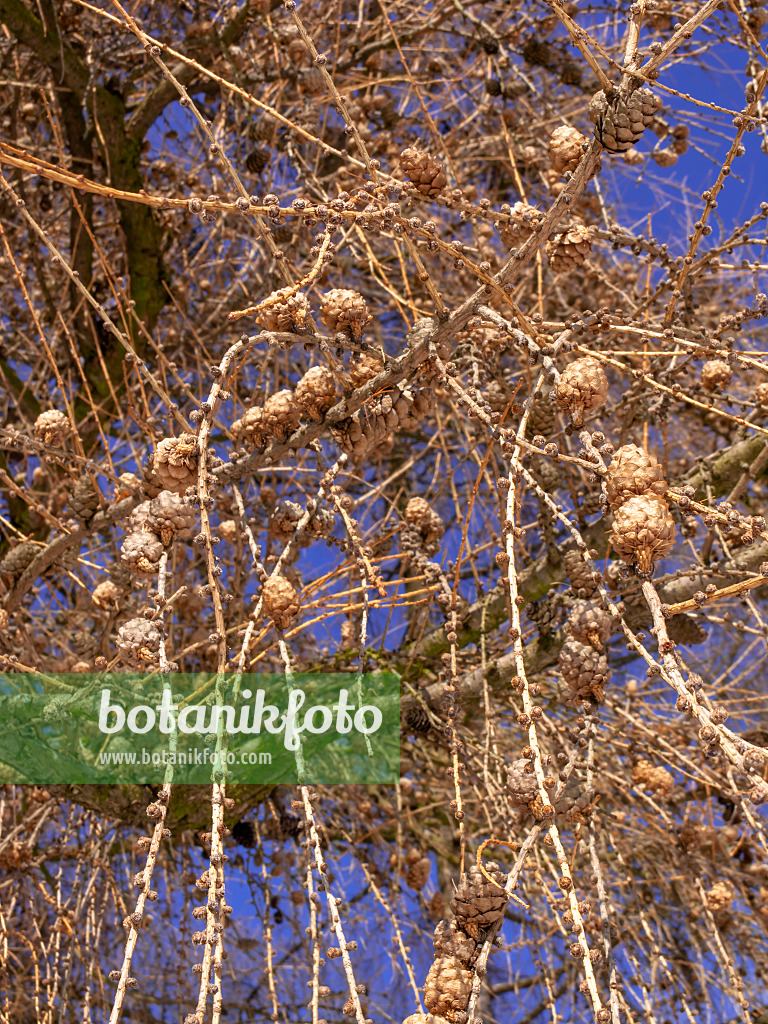 435011 - European larch (Larix decidua)