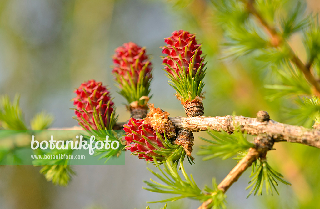 531028 - European larch (Larix decidua) with female and male flowers