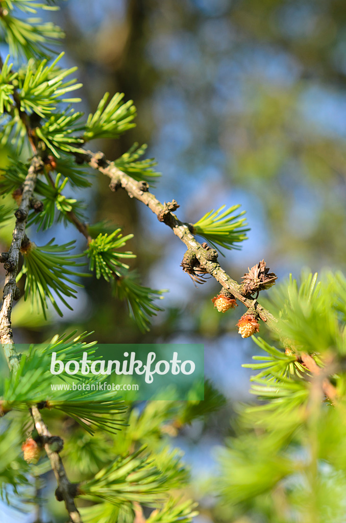 507037 - European larch (Larix decidua) with male flowers