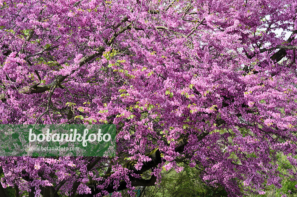 520238 - European redbud (Cercis siliquastrum)