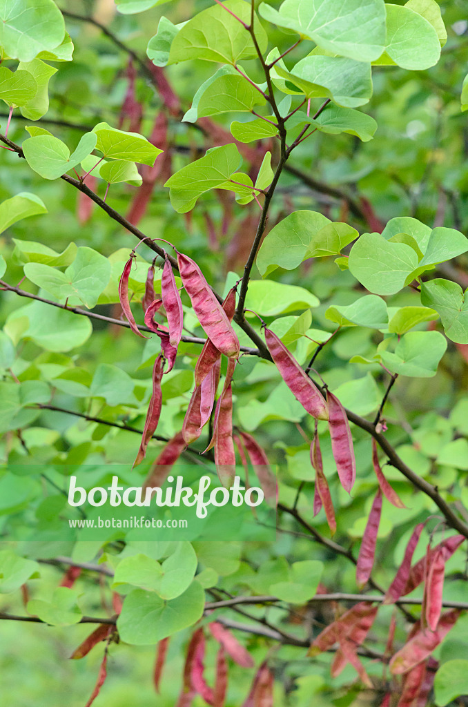 546042 - European redbud (Cercis siliquastrum)