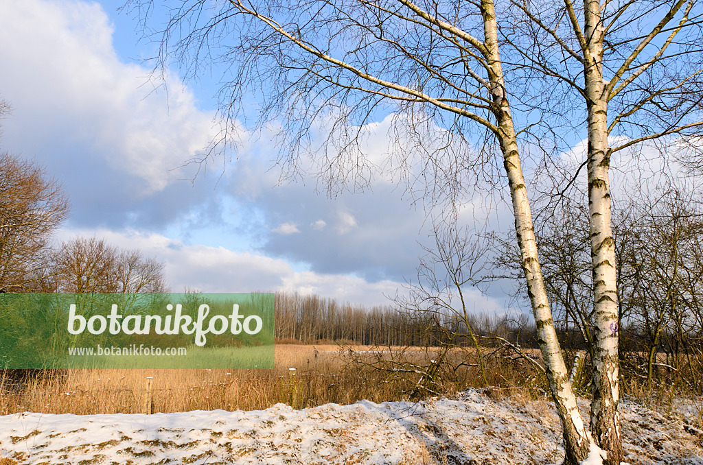 505016 - European white birch (Betula pendula) at a frozen lake, Karower Seen Nature Reserve, Berlin, Germany