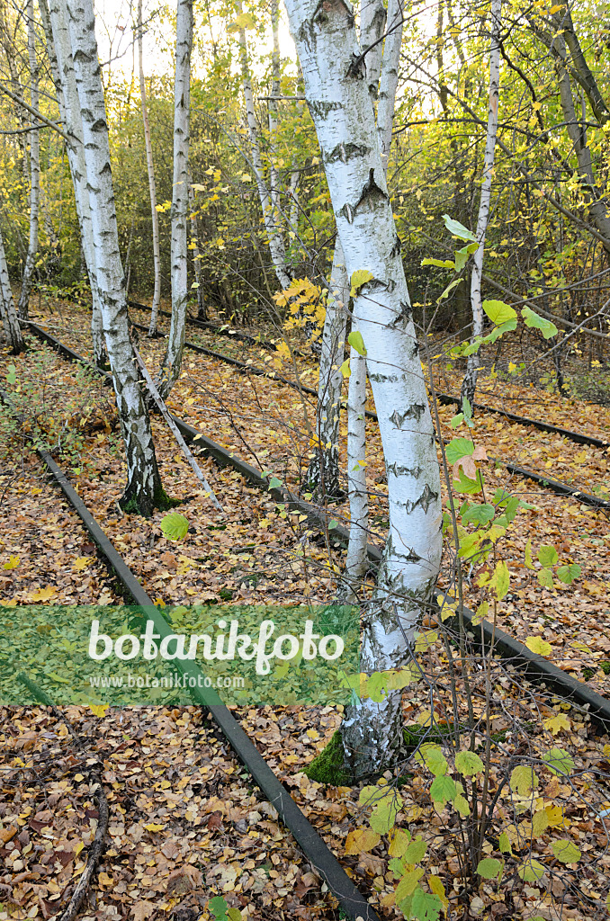 526013 - European white birch (Betula pendula) between tracks on an abandoned railway station, Schöneberger Südgelände Nature Reserve, Berlin, Germany