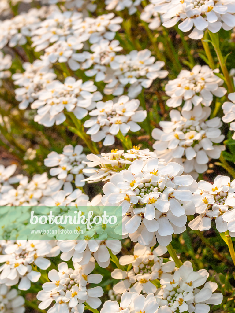 412043 - Evergreen candytuft (Iberis sempervirens)