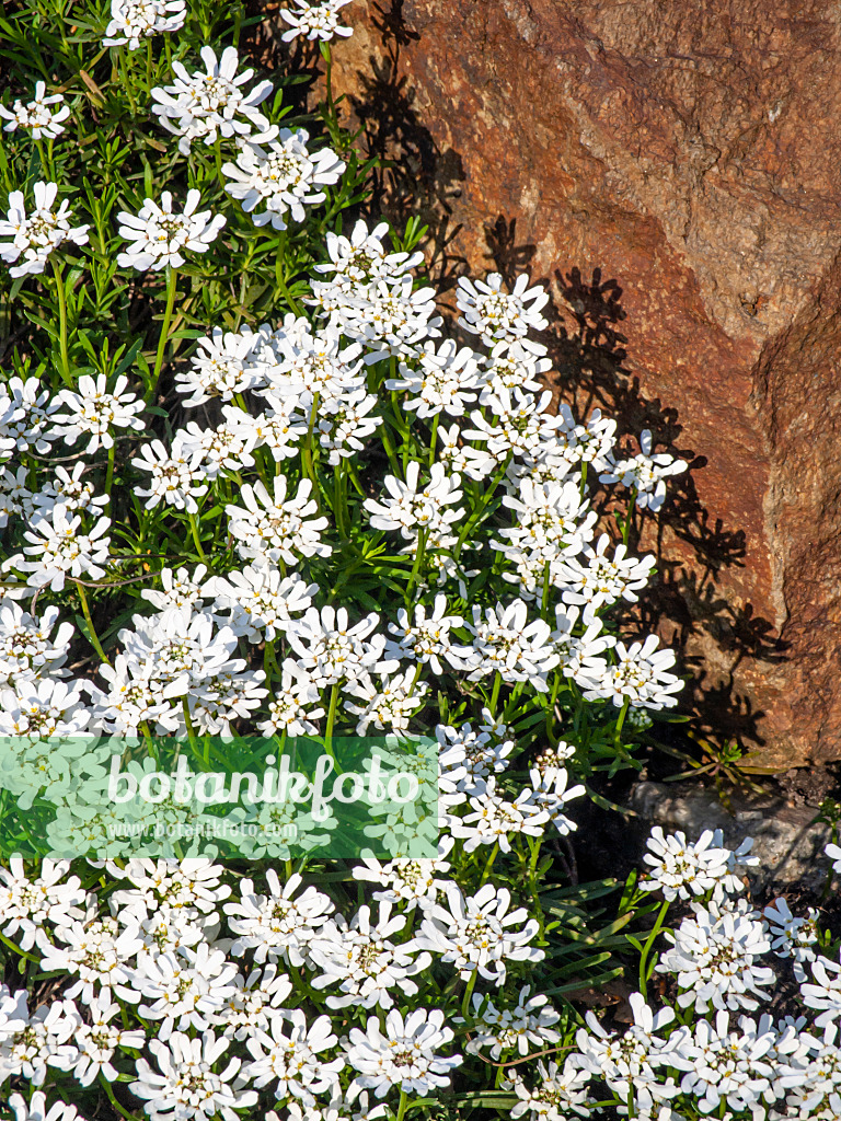 448030 - Evergreen candytuft (Iberis sempervirens)