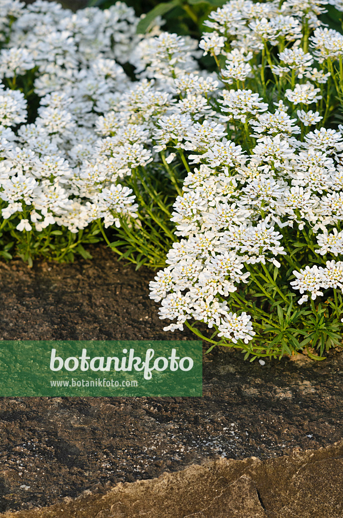 544047 - Evergreen candytuft (Iberis sempervirens)