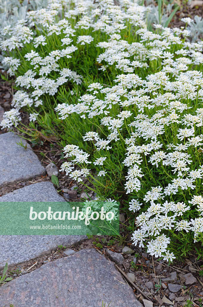 471332 - Evergreen candytuft (Iberis sempervirens 'Weisser Zwerg')