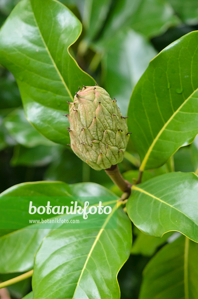 549064 - Evergreen magnolia (Magnolia grandiflora 'Francois Treyve')