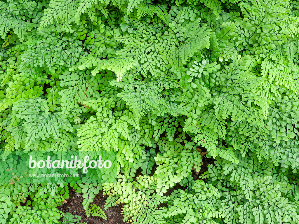 463029 - Evergreen maidenhair fern (Adiantum venustum)