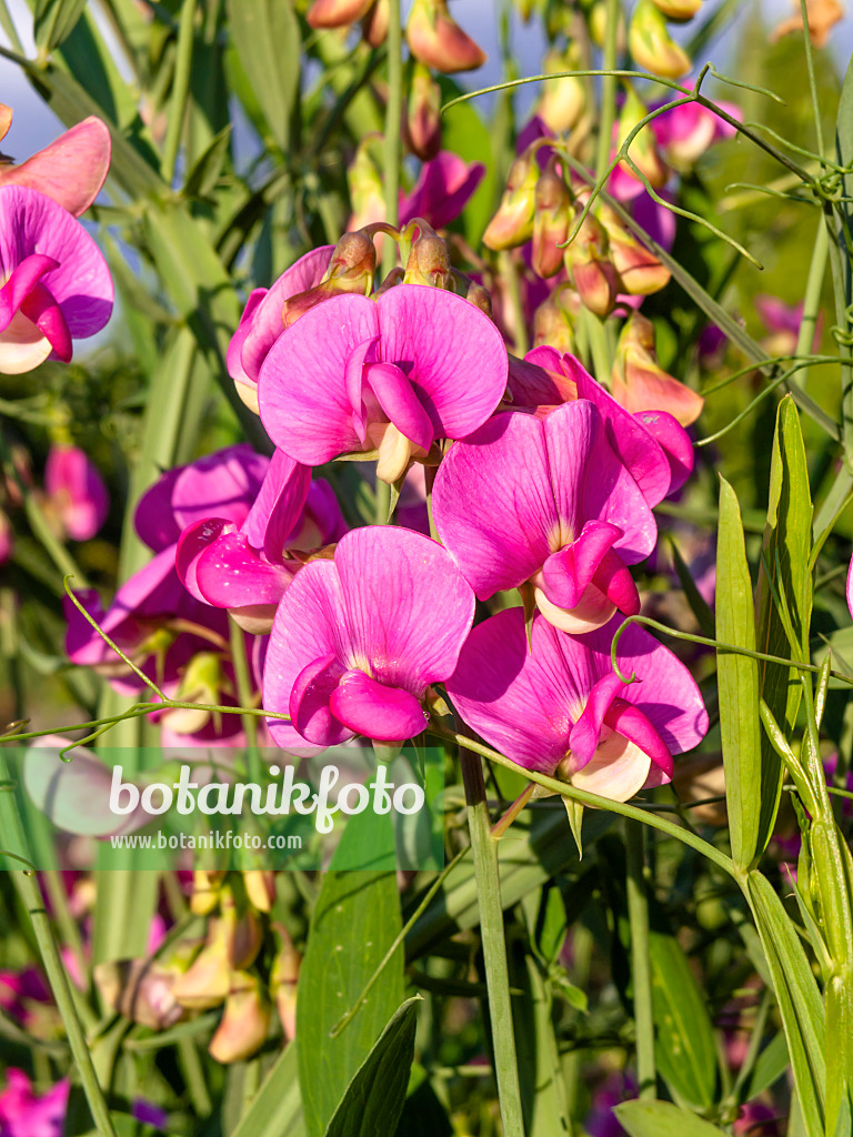 462068 - Everlasting pea (Lathyrus latifolius)