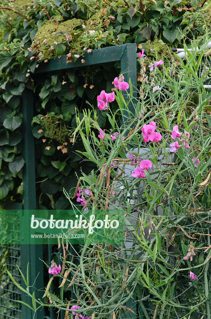 524087 - Everlasting pea (Lathyrus latifolius) at a garden gate