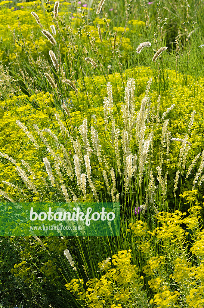 521130 - Eyelash pearl grass (Melica ciliata subsp. magnolii) and Seguier's spurge (Euphorbia seguieriana)