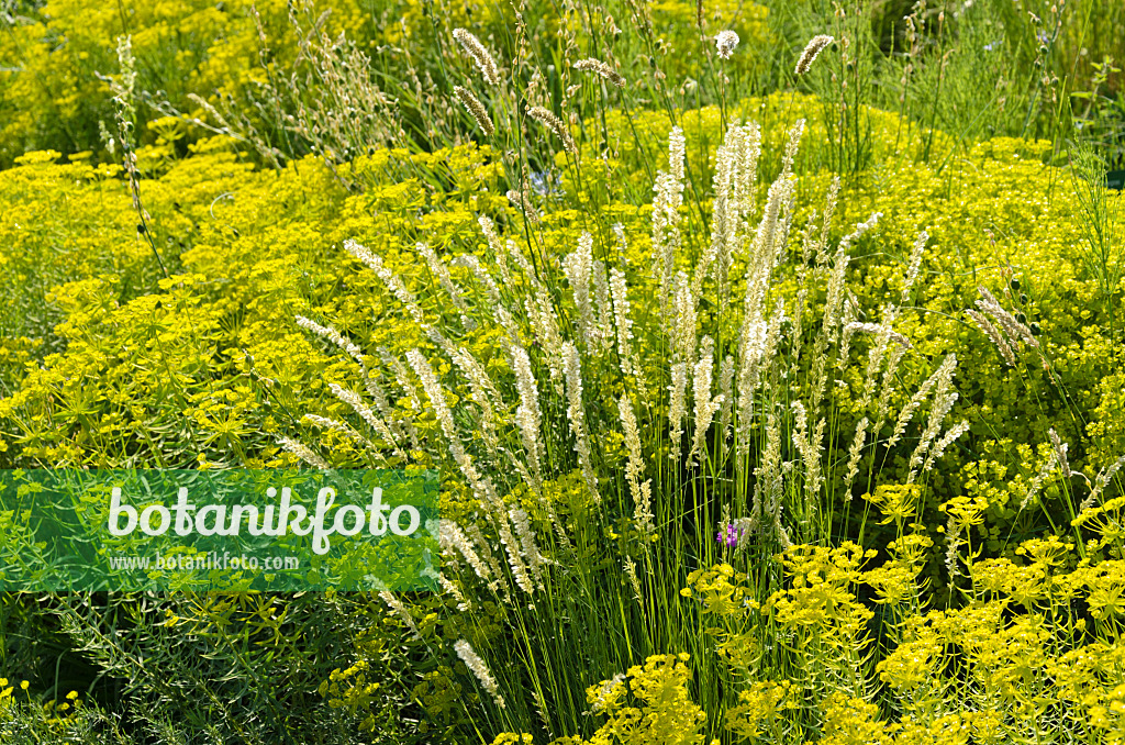 521131 - Eyelash pearl grass (Melica ciliata subsp. magnolii) and Seguier's spurge (Euphorbia seguieriana)