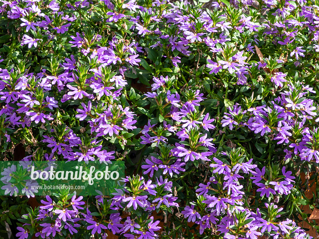 453144 - Fairy fan-flower (Scaevola aemula)