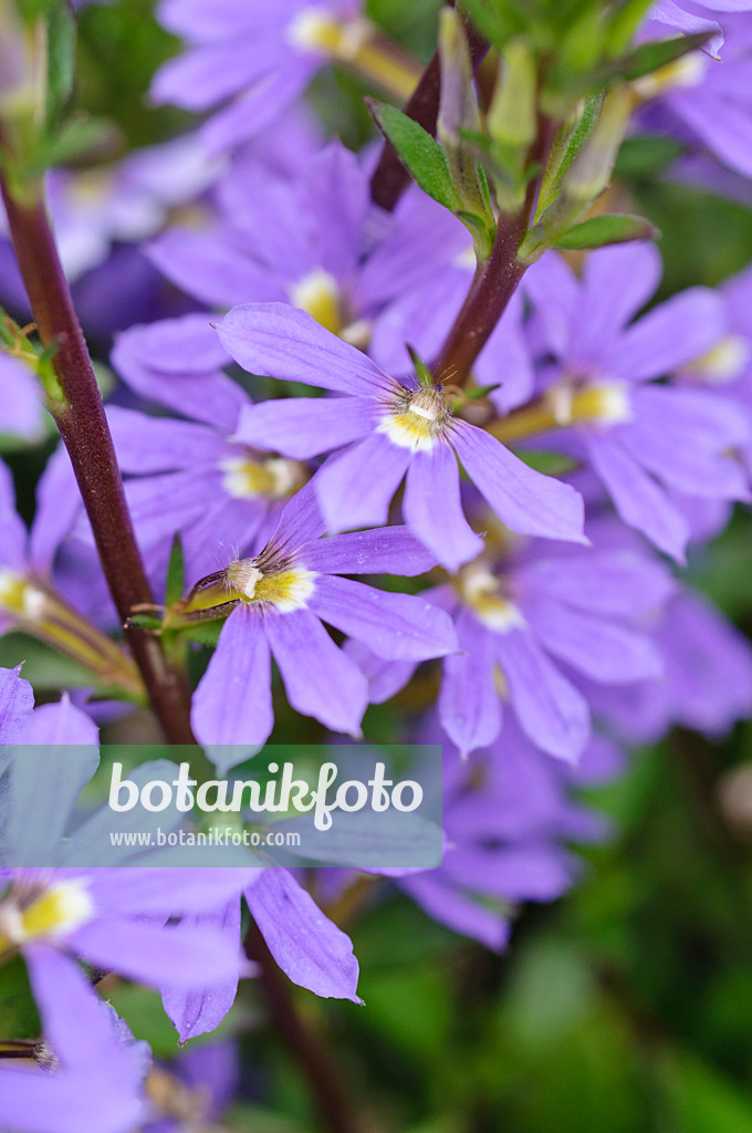 487092 - Fairy fan-flower (Scaevola aemula 'Saphira')