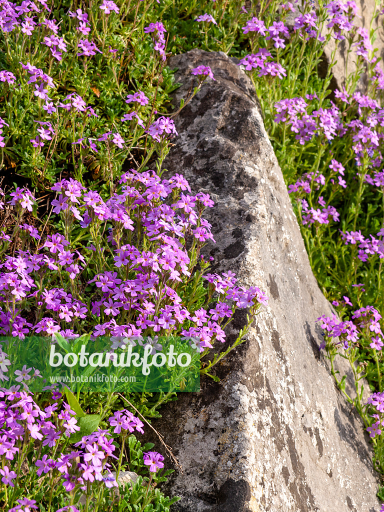 460108 - Fairy foxglove (Erinus alpinus)