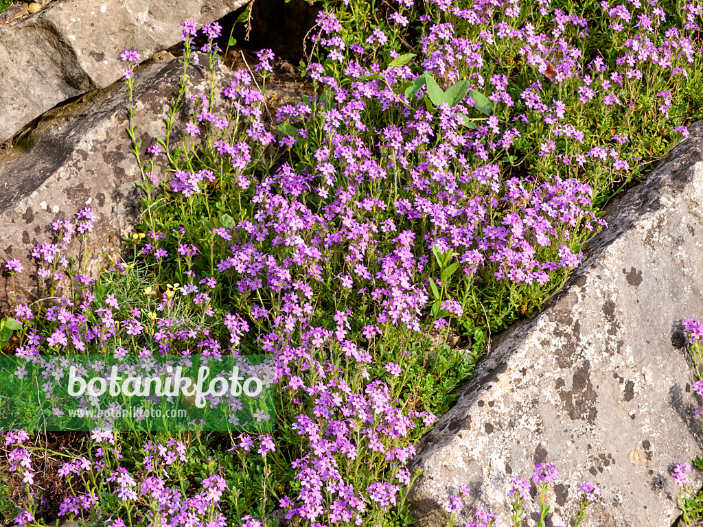 460109 - Fairy foxglove (Erinus alpinus)