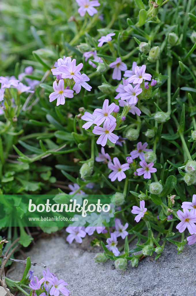 472155 - Fairy foxglove (Erinus alpinus)