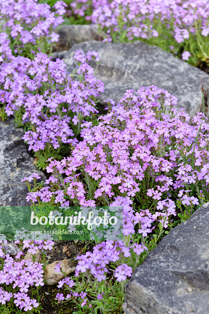 484300 - Fairy foxglove (Erinus alpinus)