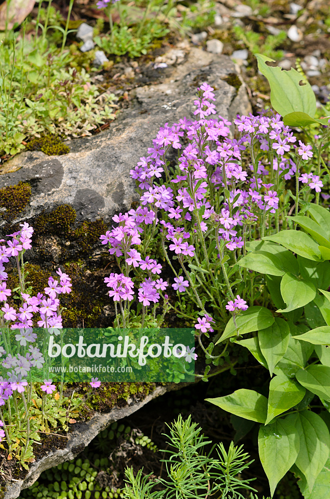 520469 - Fairy foxglove (Erinus alpinus)