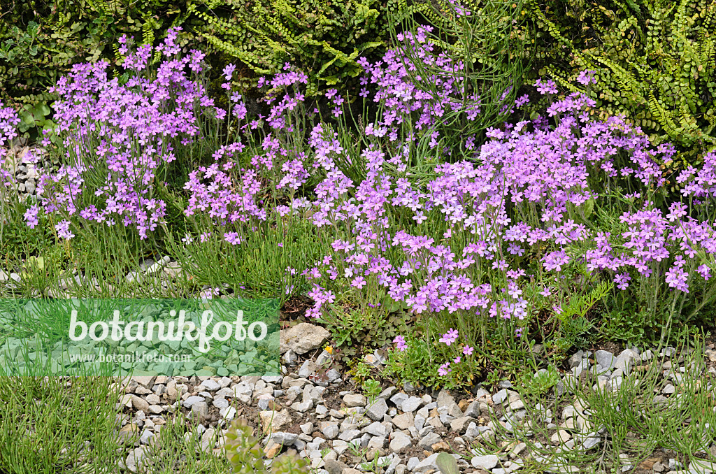 520471 - Fairy foxglove (Erinus alpinus)