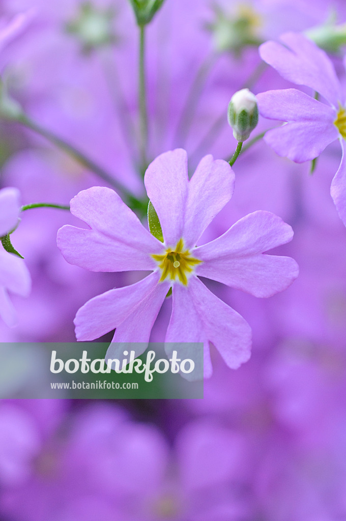 482027 - Fairy primrose (Primula malacoides)