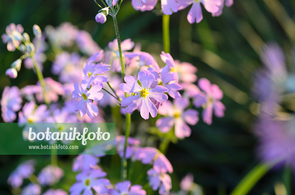 493007 - Fairy primrose (Primula malacoides)