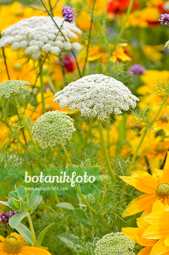 523051 - False bishop's weed (Ammi majus)