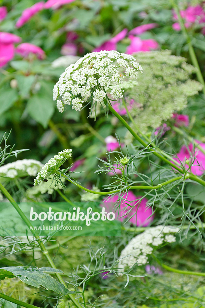 487220 - False bishop's weed (Ammi majus 'Queen of Africa')