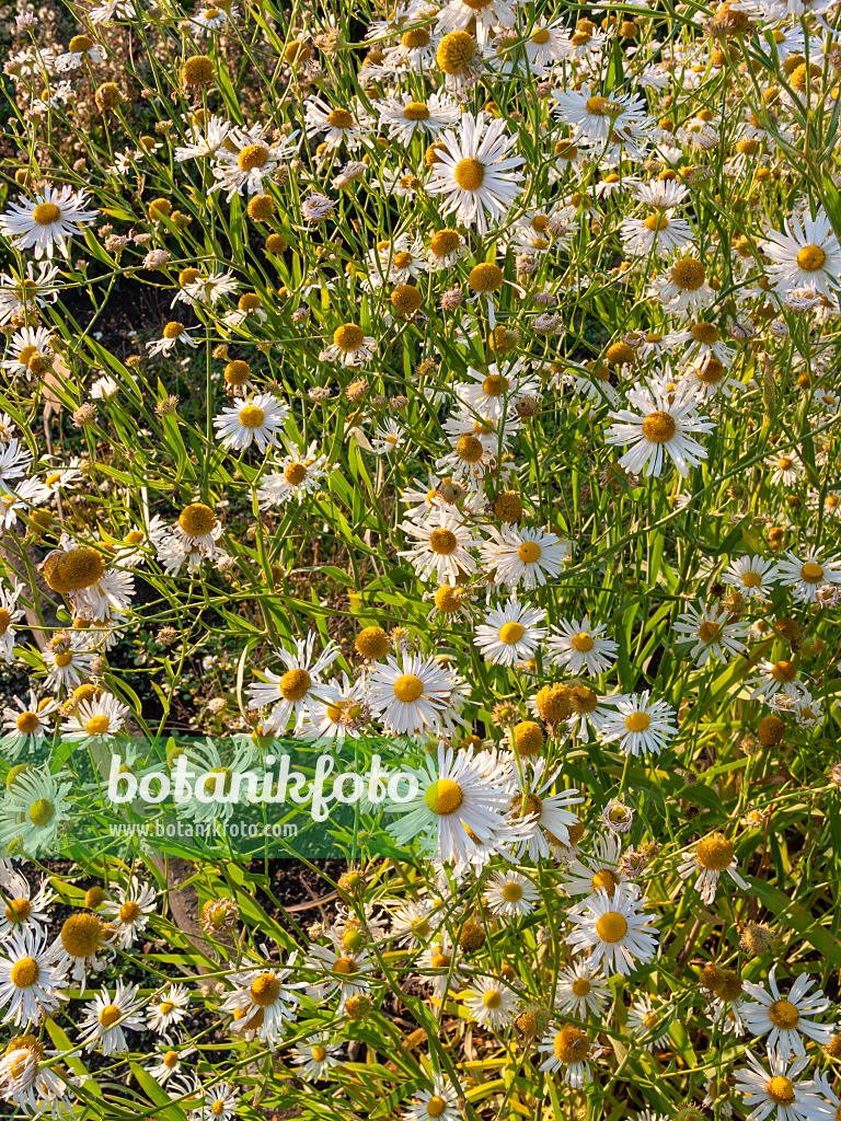 403052 - False chamomile (Boltonia asteroides)