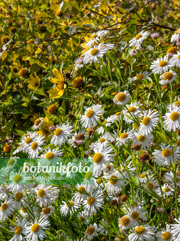 406015 - False chamomile (Boltonia asteroides 'Snowbank')