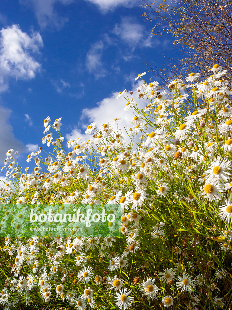 406016 - False chamomile (Boltonia asteroides 'Snowbank')