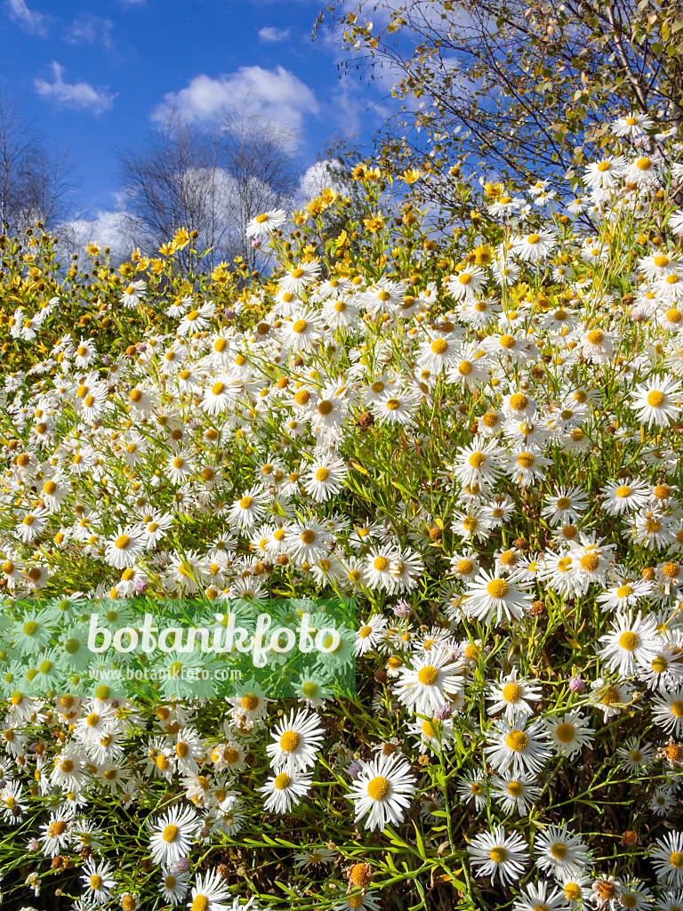 406018 - False chamomile (Boltonia asteroides 'Snowbank')