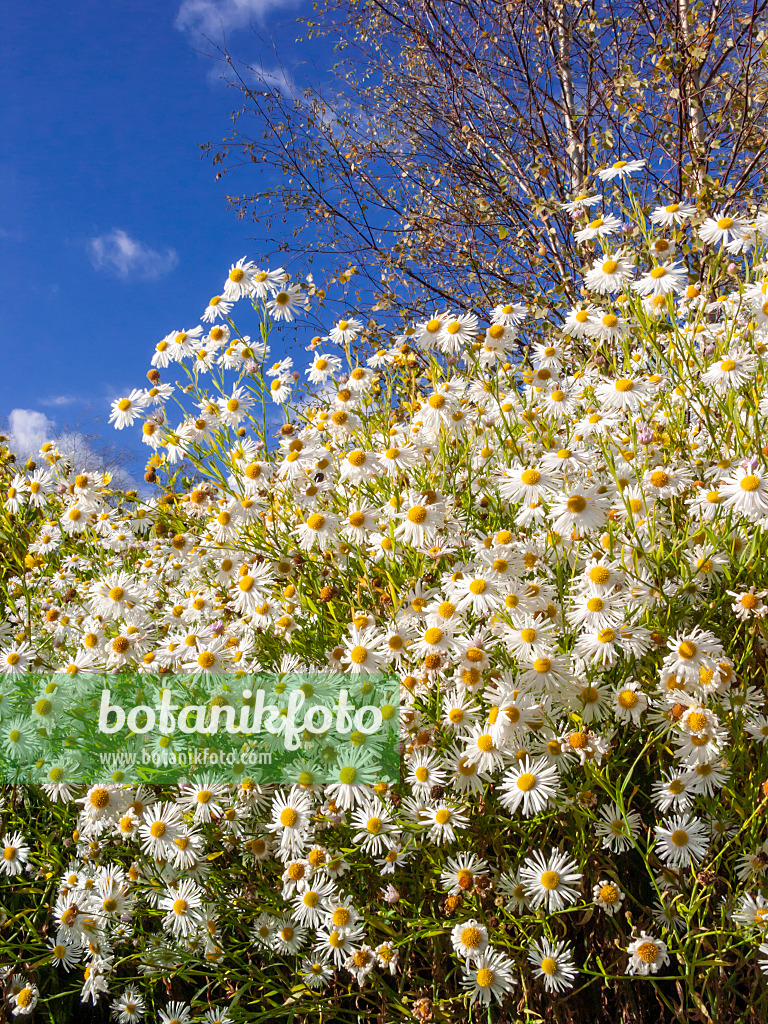 406019 - False chamomile (Boltonia asteroides 'Snowbank')