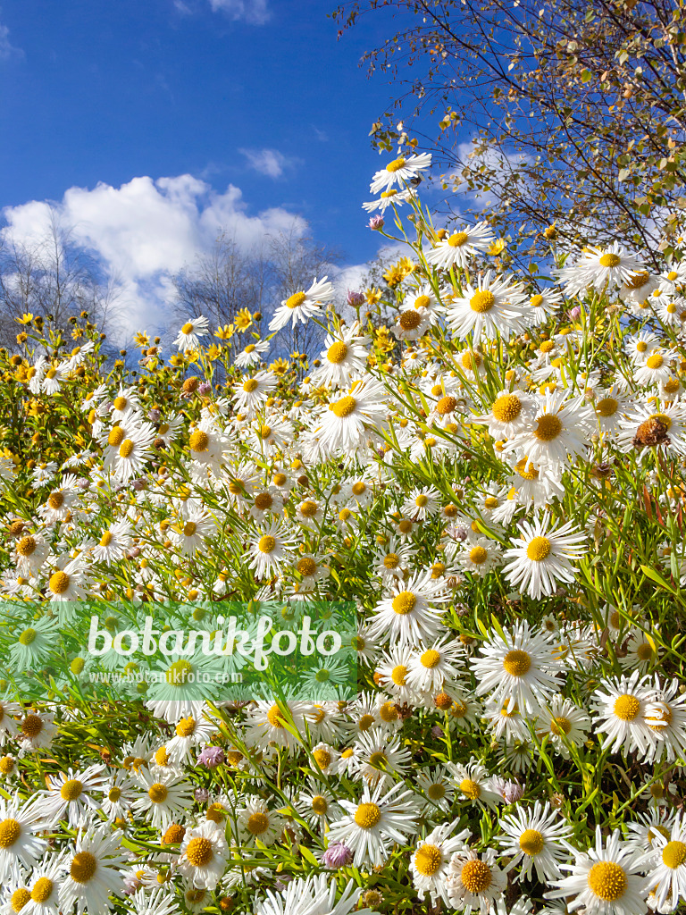 406020 - False chamomile (Boltonia asteroides 'Snowbank')