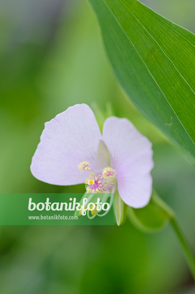 478046 - False dayflower (Tinantia anomala)