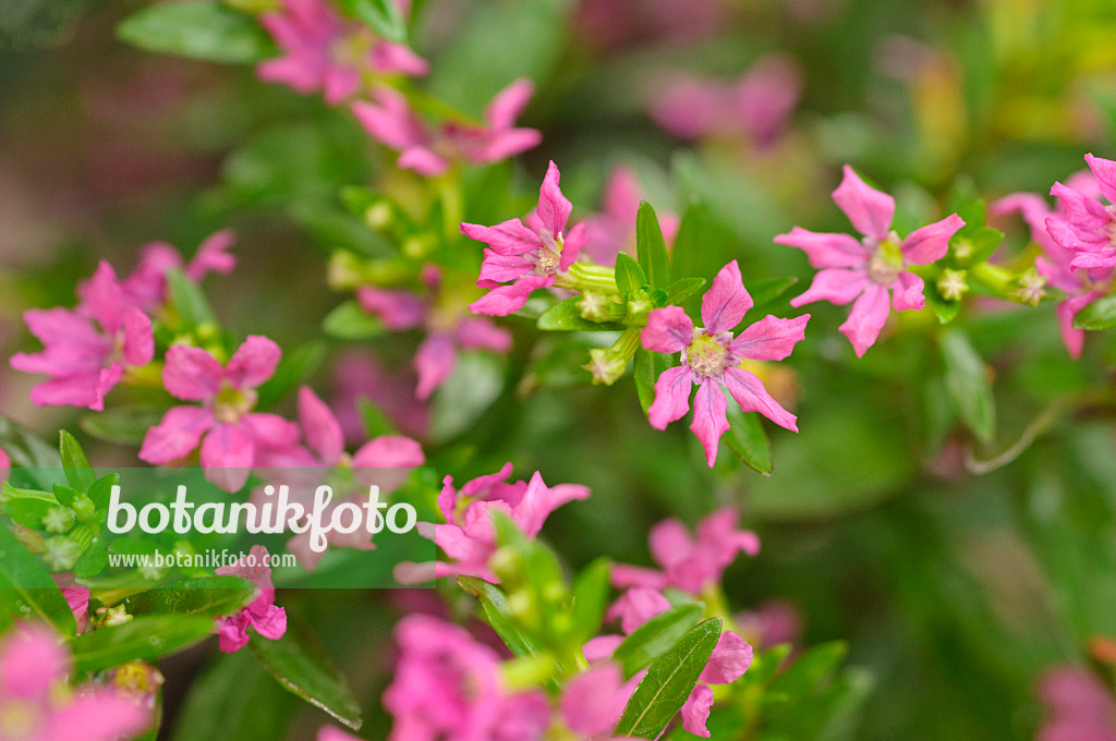 486151 - False heather (Cuphea hyssopifolia)