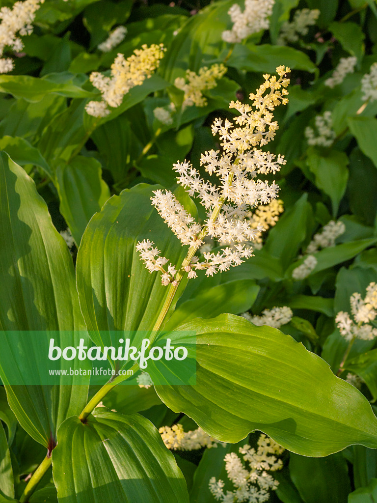 401229 - False spikenard (Maianthemum racemosum syn. Smilacina racemosa)