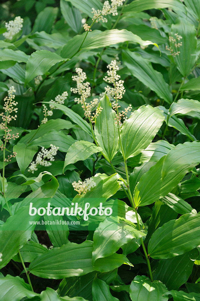 485015 - False spikenard (Maianthemum racemosum syn. Smilacina racemosa)