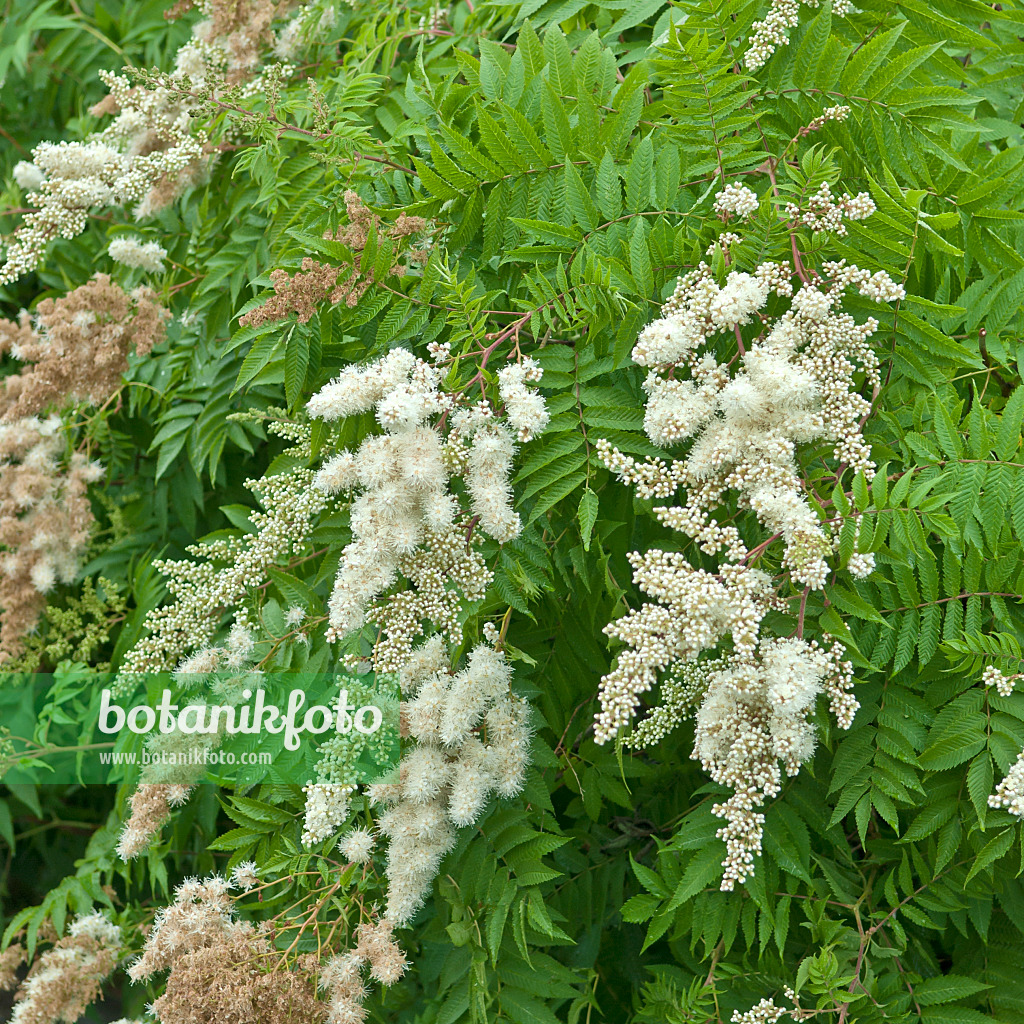 517244 - False spiraea (Sorbaria sorbifolia)